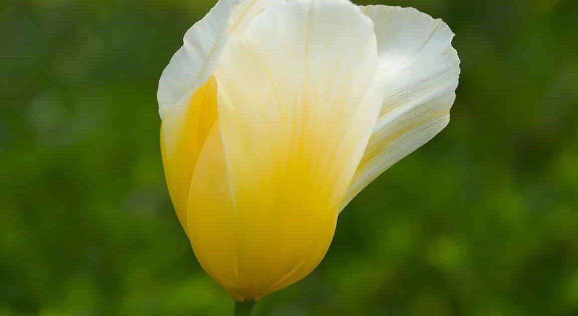 Pflanzenteile der Tulpe sind für gesundheitsschädigend für Wellensittiche