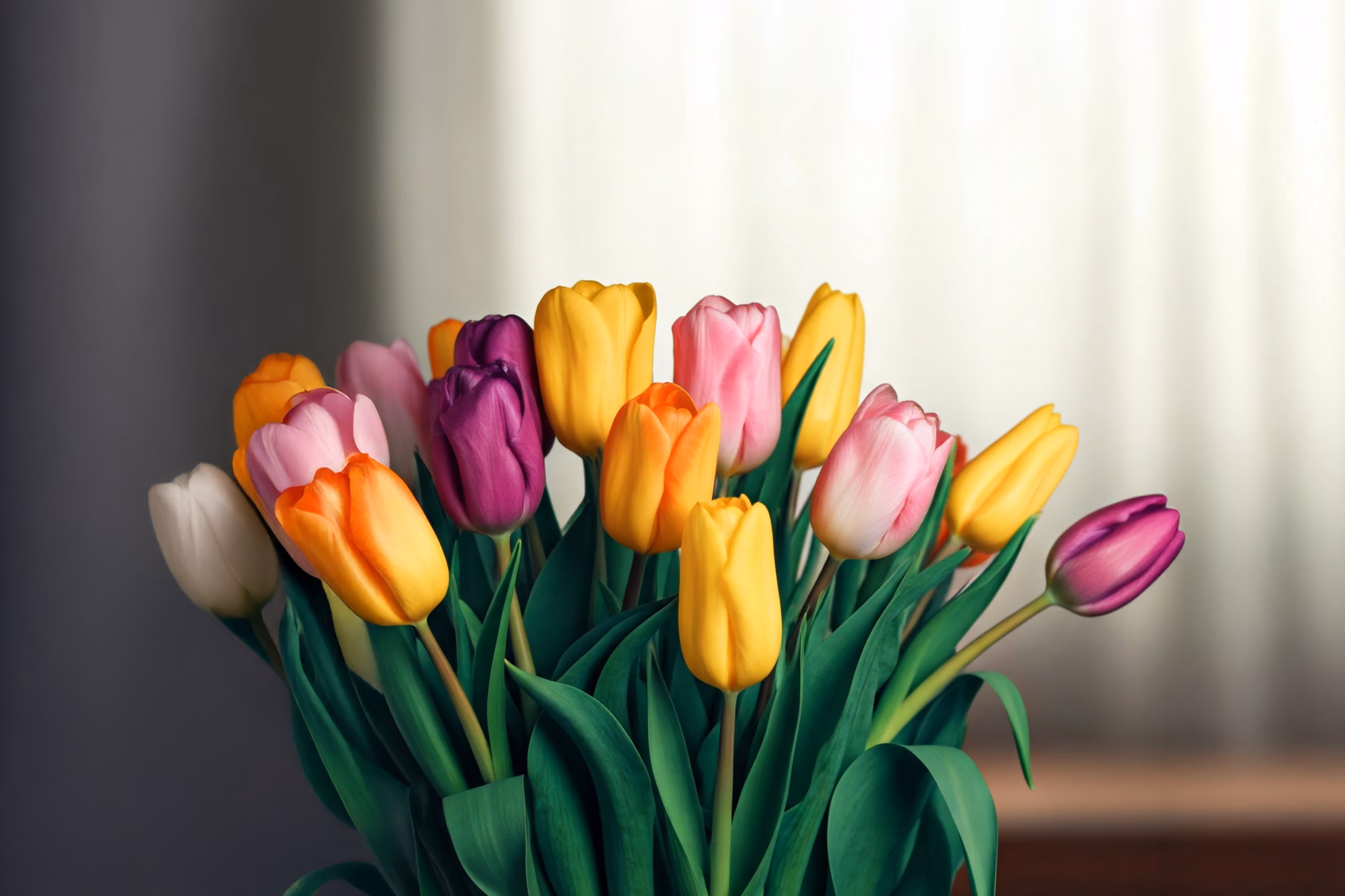 Bunter Strauß Tulpen in einer Vase, an dem ein grüner Wellensittich interessiert knabbern möchte – eine tödliche Gefahr.