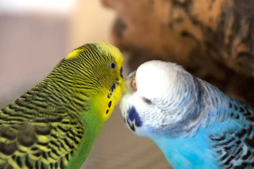 Monogamie bei Wellensittichen in Schwarmhaltung