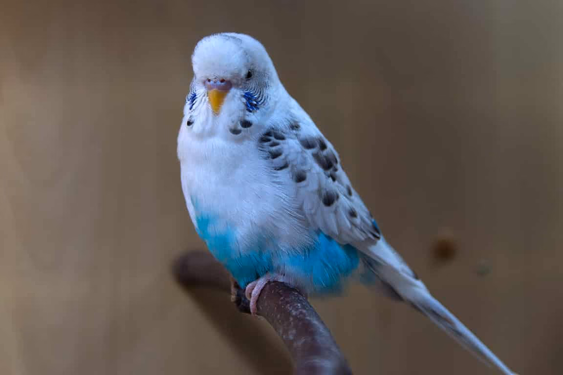 Rezessive Schecke Wellensittich