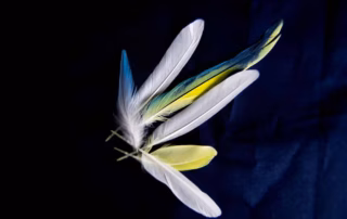 Schreckmauser beim Wellensittich 3 Schreckmauser Wellensittich