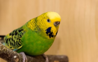 Brütig – Wie erkenne ich sicher, dass mein Wellensittich in Brutstimmung ist? 5 Wellensittich Henne brutig