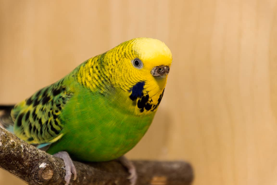 Eine brütige Wellensittich Henne Wellensittich Henne brutig