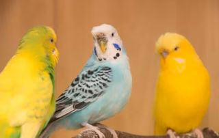 Monogamie - Sind Wellensittiche monogam? 7 Wellensittich Monogamie