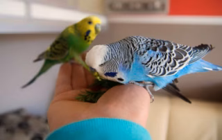 Wellensittiche zähmen: In 7 Schritten zum handzahmen Vogel 11 Zwei Wellensittiche fressen Körner aus einer Hand – Vertrauensaufbau beim Zähmen