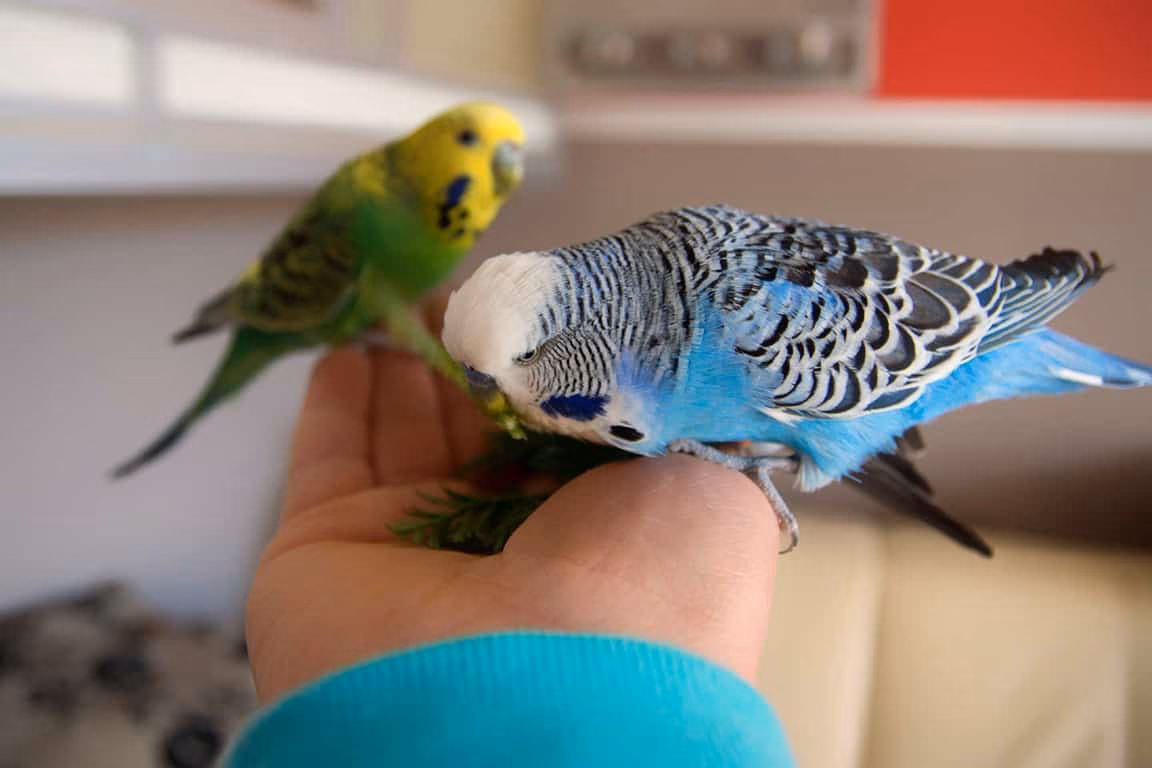 Wellensittich zähmen: Handfütterung als erster Schritt Zwei Wellensittiche fressen Körner aus einer Hand – Vertrauensaufbau beim Zähmen