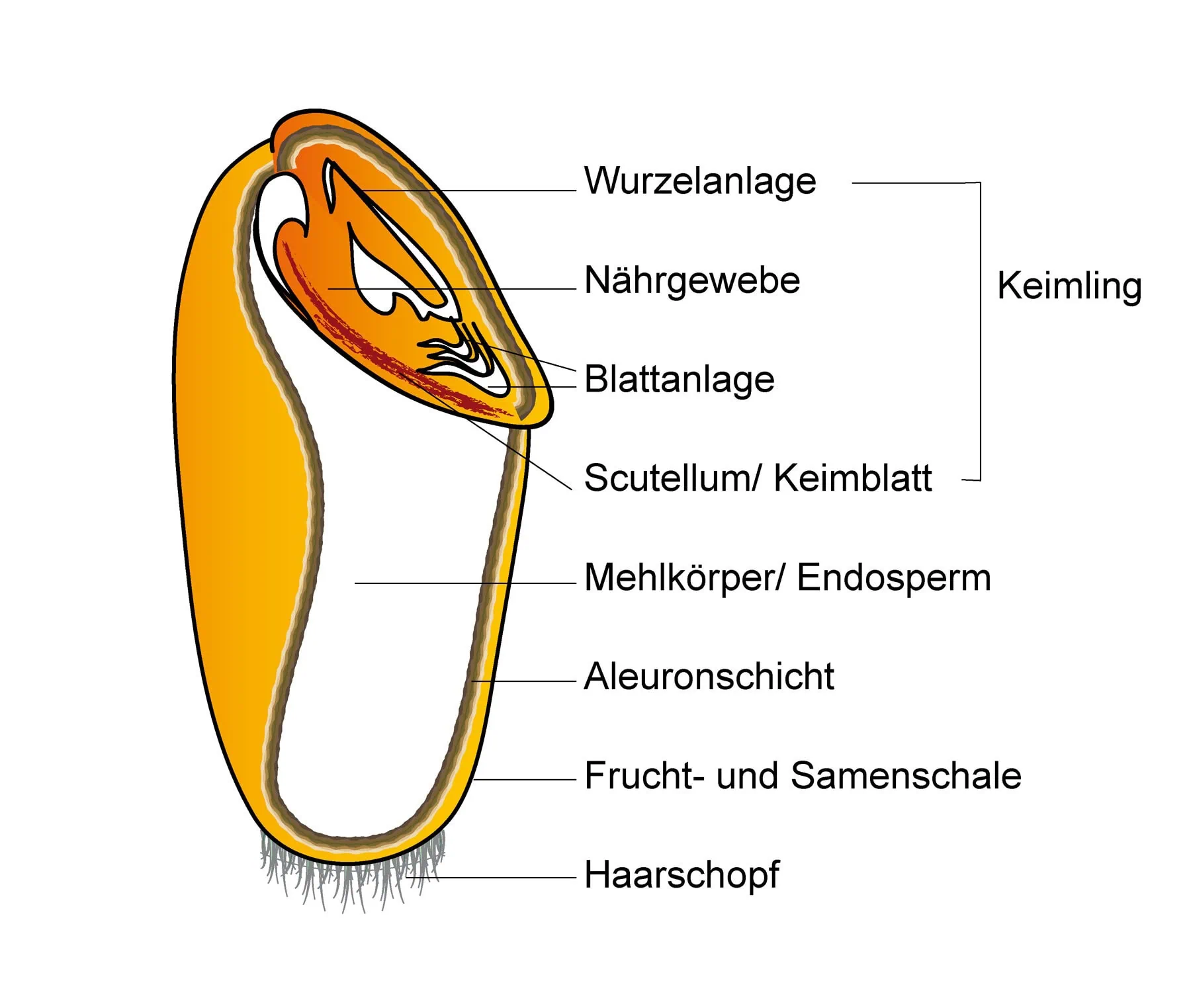 Spelzen – warum du leere Körnerhülsen regelmäßig entfernen solltest 2 Schematischer Aufbau eines Korns mit Frucht- und Samenschale, Mehlkörper und Keimling