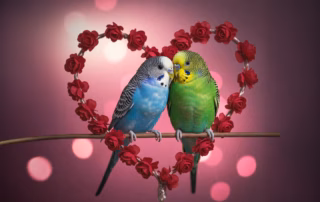 Wellensittiche & Valentinstag: Die schönsten Geschenkideen für Vögel und Halter 10 Zwei Wellensittiche sitzen zu Valentinstag in einem Herz aus Rosen.