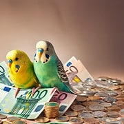 Zwei Wellensittich sitzen auf einem Berg von Geld mit Scheinen und Münzen