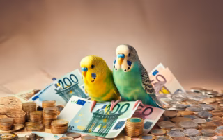 Ein umfassender Überblick: Was kosten Wellensittiche wirklich? 8 Zwei Wellensittiche vor Euro-Scheinen und Münzen – Symbolbild für Haltungskosten