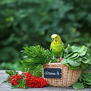 Ein grüner Wellensittich sitzt auf einen Korb mit Lebensmittel die Vitamin A enthalten