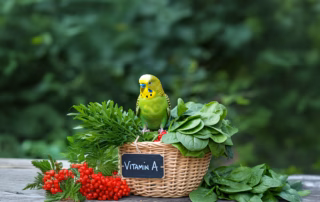 Vitaminmangel bei Wellensittichen: Welche Vitamine brauchen sie? 10 Ein grüner Wellensittich sitzt auf einen Korb mit Lebensmittel die Vitamin A enthalten