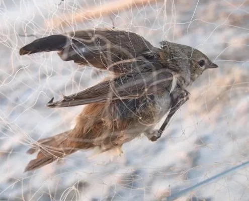 illegale Zugvogelfang