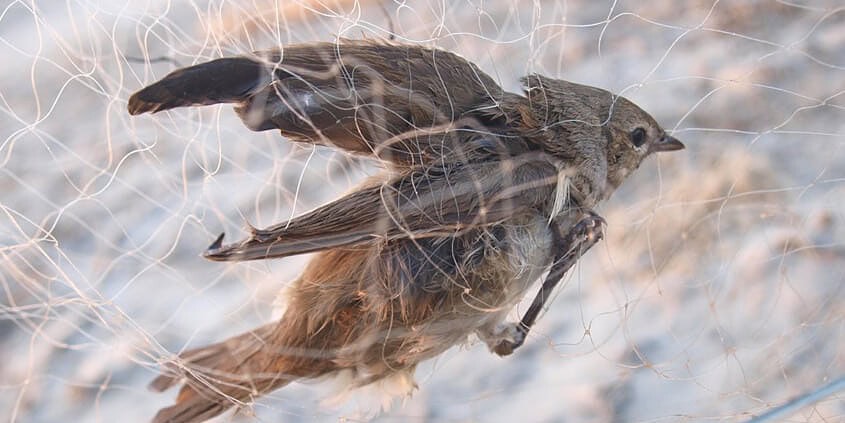 illegale Zugvogelfang