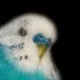 Euthanasie beim Wellensittich