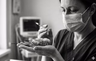 Euthanasie – schmerzlose Tötung eines Wellensittichs 11 Vogelkundige Tierärztin hält einen Wellensittich behutsam in der Hand und bereitet eine Injektion vor (Symbolbild zur Euthanasie).