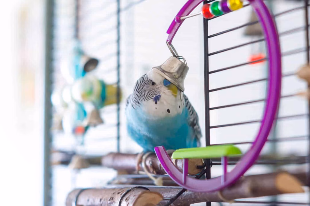 Langeweile bei Wellensittichen erkennen Einsamer Wellensittich sitzt gelangweilt auf der Stange
