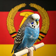 Ein blauer Wellensittich sitzt vor einer DDR Fahne