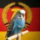 Ein blauer Wellensittich sitzt vor einer DDR Fahne