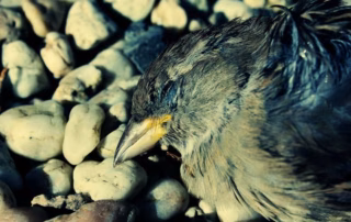 Vogelgrippe & Stallpflicht: Was bedeutet das für Wellensittich-Halter wirklich? 9 Vogelgrippe in Deutschland