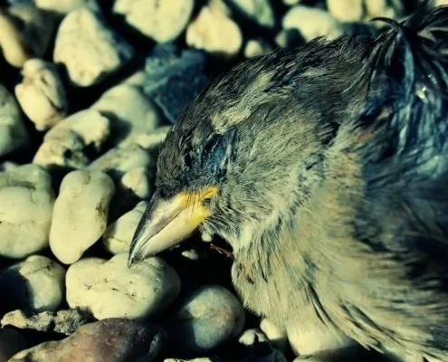 Vogelgrippe in Deutschland