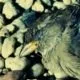 Vogelgrippe in Deutschland