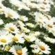 Gänseblümchen (Bellis perennis)