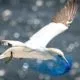 Plastikmüll bedroht Vögel