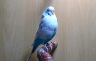 Lipom beim Wellensittich: Fettgeschwülste erkennen und behandeln 8 Blauer Wellensittich mit einer deutlichen Schwellung (Tumor oder Lipom) am Hals- und Brustbereich.