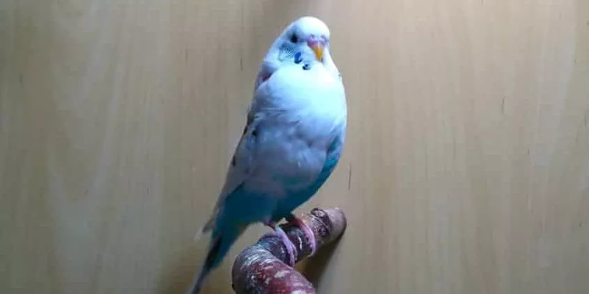 Wellensittich mit einem Lipom am Hals