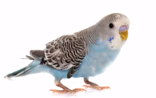 Gesundheitliche Probleme beim Wellensittich: Erkennen & richtig handeln 4 Gesundheitliche Probleme bei Wellensittichen