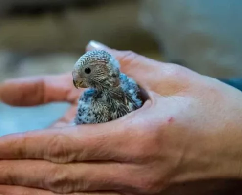 Gewerbsmäßige Vogelzucht