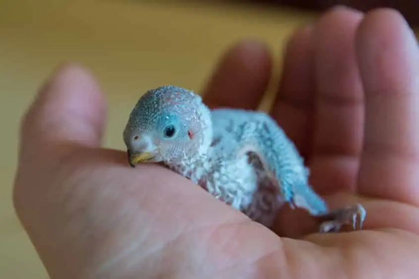 Vogelzucht Gewerbe