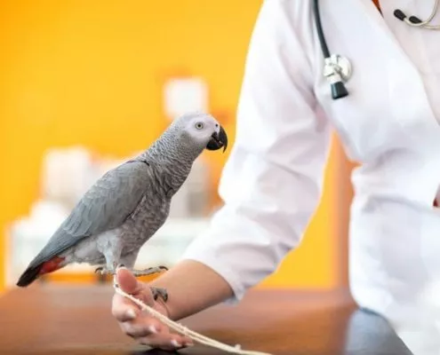 Dissertation Vogelpatient