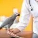 Dissertation Vogelpatient