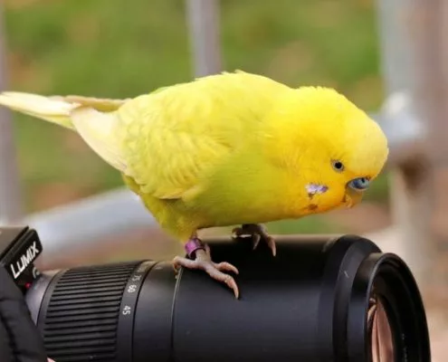 Monika Wegler Wellensittich Fotografieren
