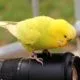 Monika Wegler Wellensittich Fotografieren