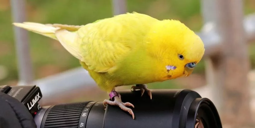 Monika Wegler Wellensittich Fotografieren