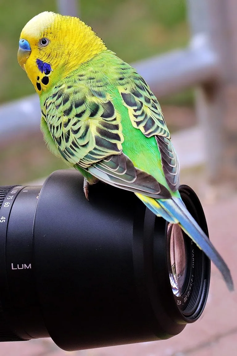 Wellensittich selber fotografieren