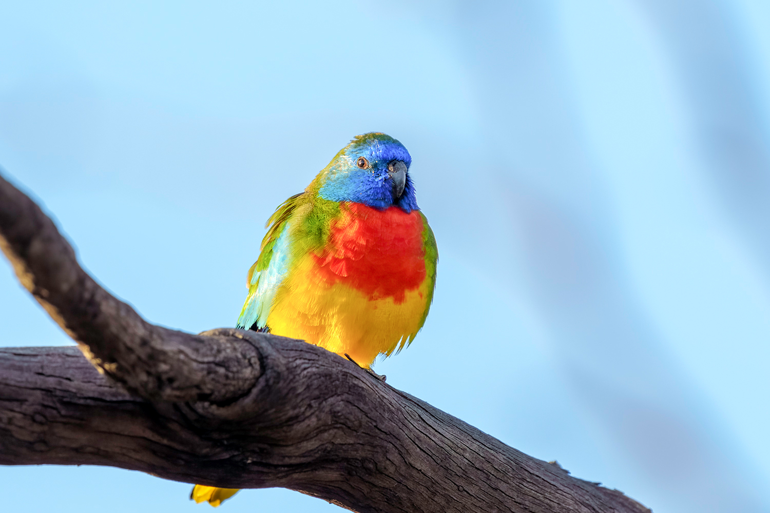 Glanzsittich – farbenprächtig und aktiv Glanzsittich – mit schillerndem Gefieder