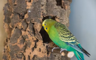 Nistkasten für Wellensittiche: Maße, Bauanleitung & wichtige Tipps 5 Nistkasten Sittich