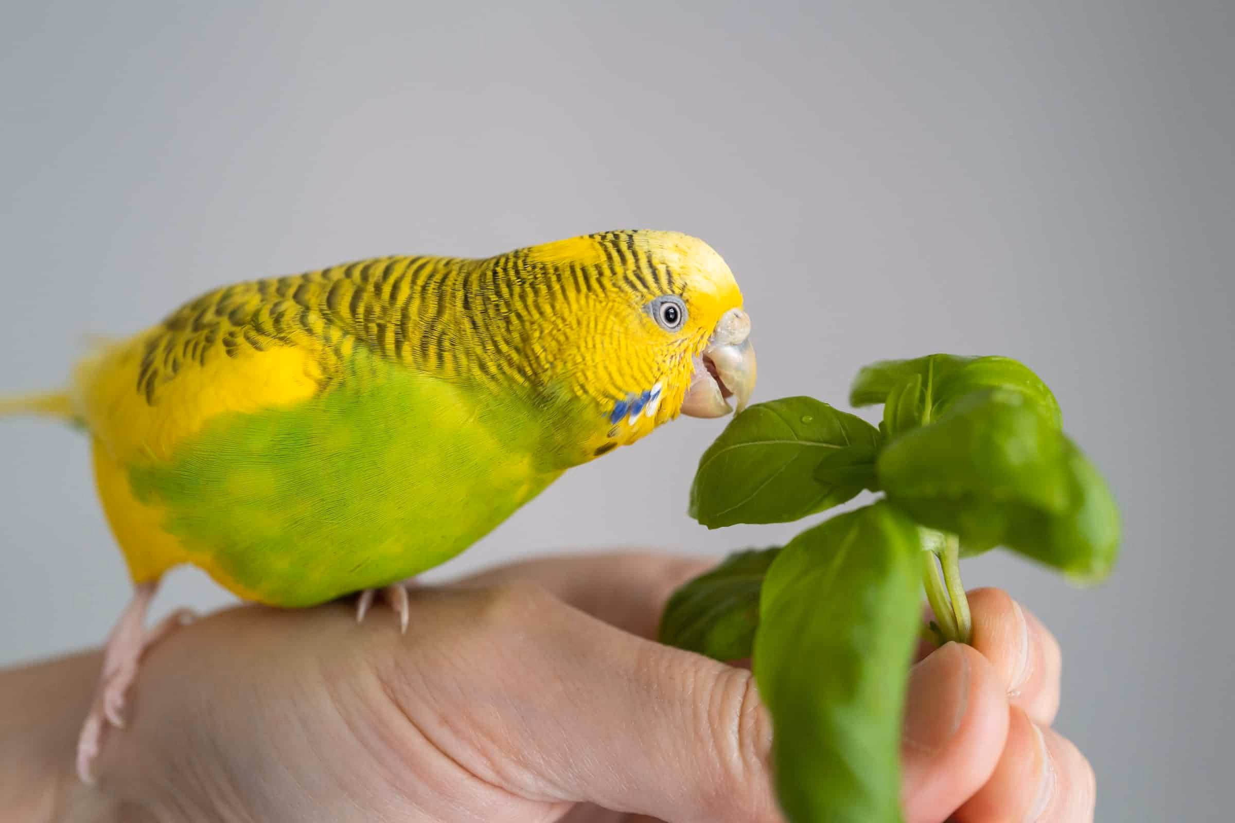 Grün-gelber Wellensittich auf einer Hand, der an frischem Basilikum knabbert – gesunde Kräuterfütterung