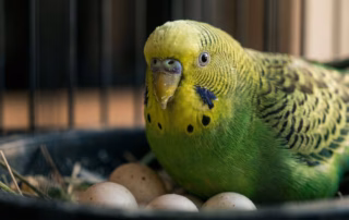 Legezwang beim Wellensittich: Dauerlegen stoppen & helfen 9 Wellensittichweibchen sitzt im Nistkasten neben mehreren Eiern