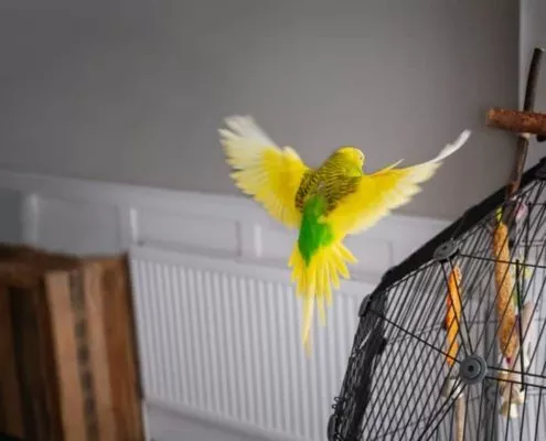 Freiflug Wellensittich