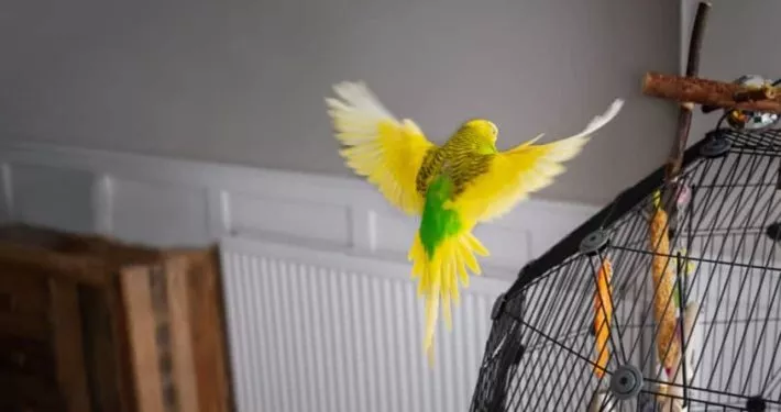 Freiflug Wellensittich