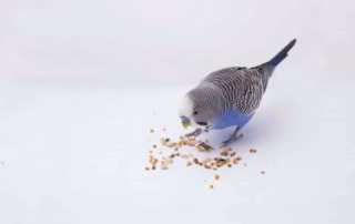 Futtermenge bestimmen: Wie viel Futter braucht ein Wellensittich pro Tag? 5 Wie viel Futter pro Tag