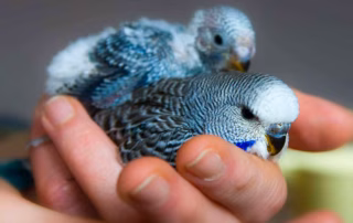 Wann sind Wellensittiche futterfest? Der ideale Abgabezeitpunkt 9 Zwei junge, blaue Wellensittich-Küken sitzen in einer menschlichen Hand – Symbolbild für die Kontrolle vor der Abgabe.