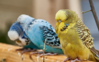 Durchfall bei Wellensittichen: Ursachen, Symptome und Behandlung 11 Wellensittich mit Durchfall sitzt abseits und wirkt apathisch