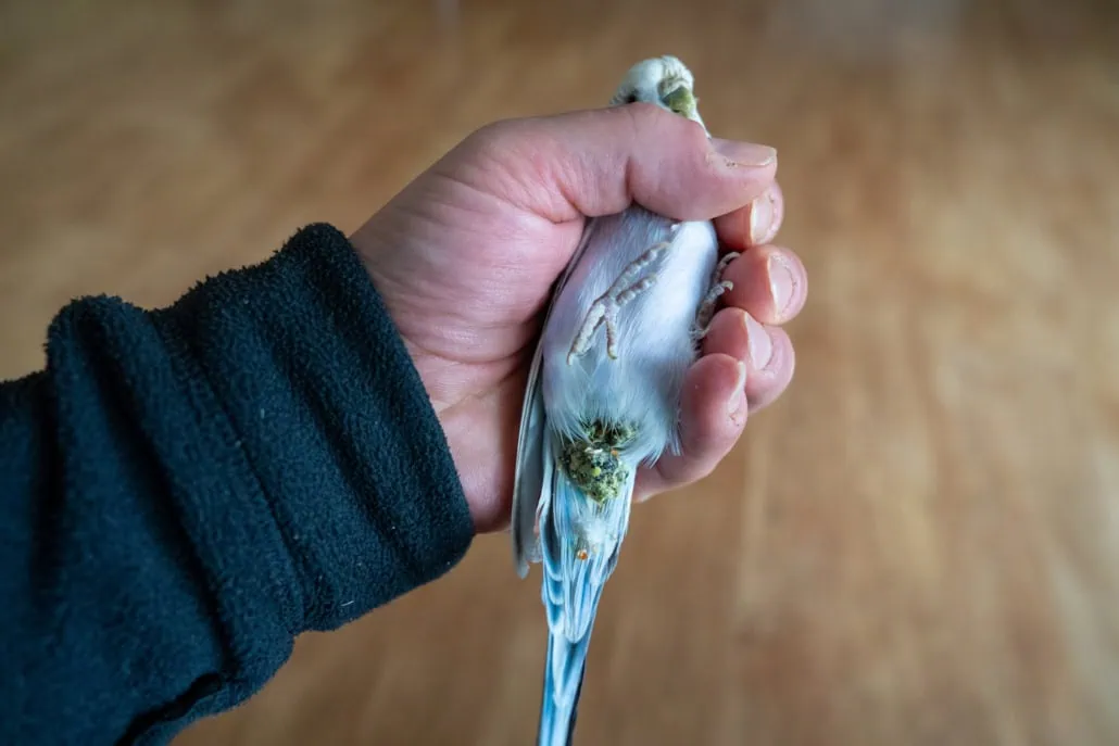 Durchfall bei Wellensittichen: Ursachen, Symptome und Behandlung 2 Wellensittich mit Durchfall und verklebter Kloake wird vom Halter zur Untersuchung in der Hand gehalten