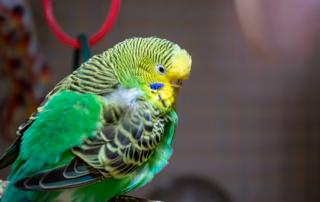 Wellensittich plustert sich auf: Das große Artikel zu Ursachen, Körpersprache & Gesundheit 10 Ein grüner Wellensittich sitzt aufgeplustert auf einem Ast – Titelbild zum Ratgeber über den Unterschied zwischen Wohlbefinden und Krankheit.